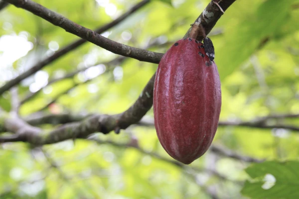 Cocoa Lessons from Cameroon