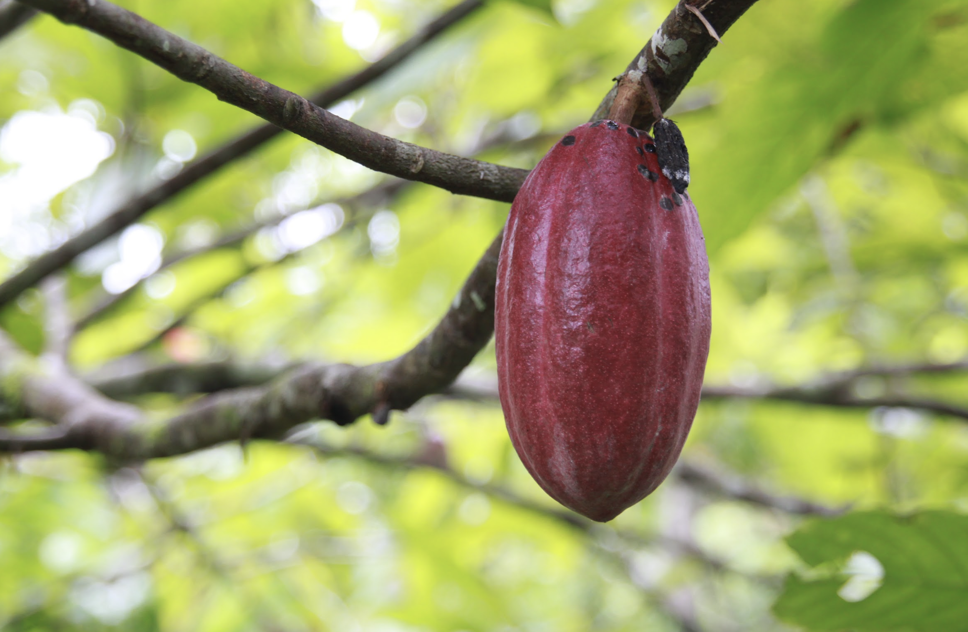 Cocoa Lessons from Cameroon