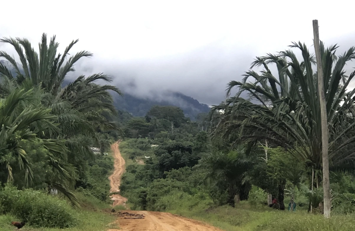 Photo: Ruben Bergsma. Road to cocoa farms in Cameroon.