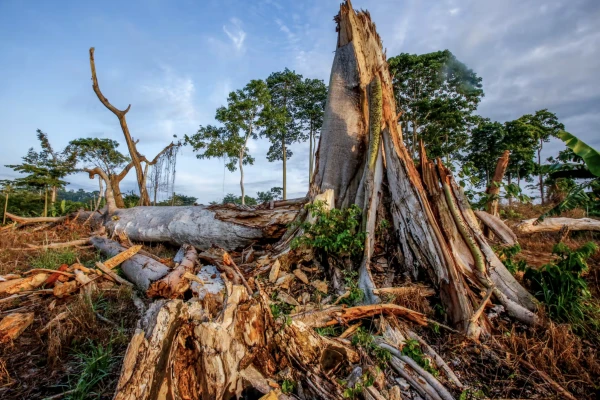 ASSESSING DEFORESTATION AND CLIMATE