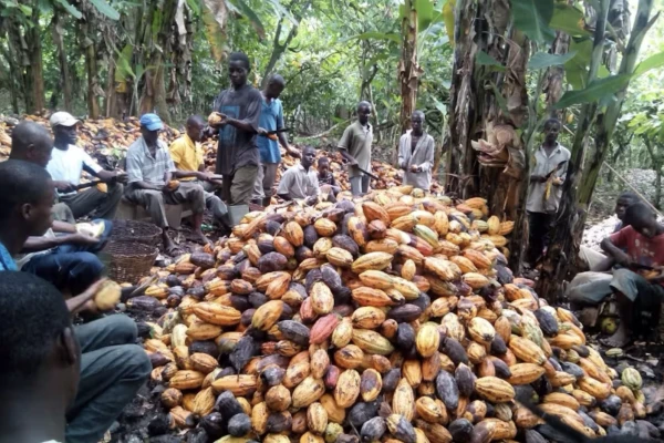 CHILD LABOUR IN COCOA FARMING