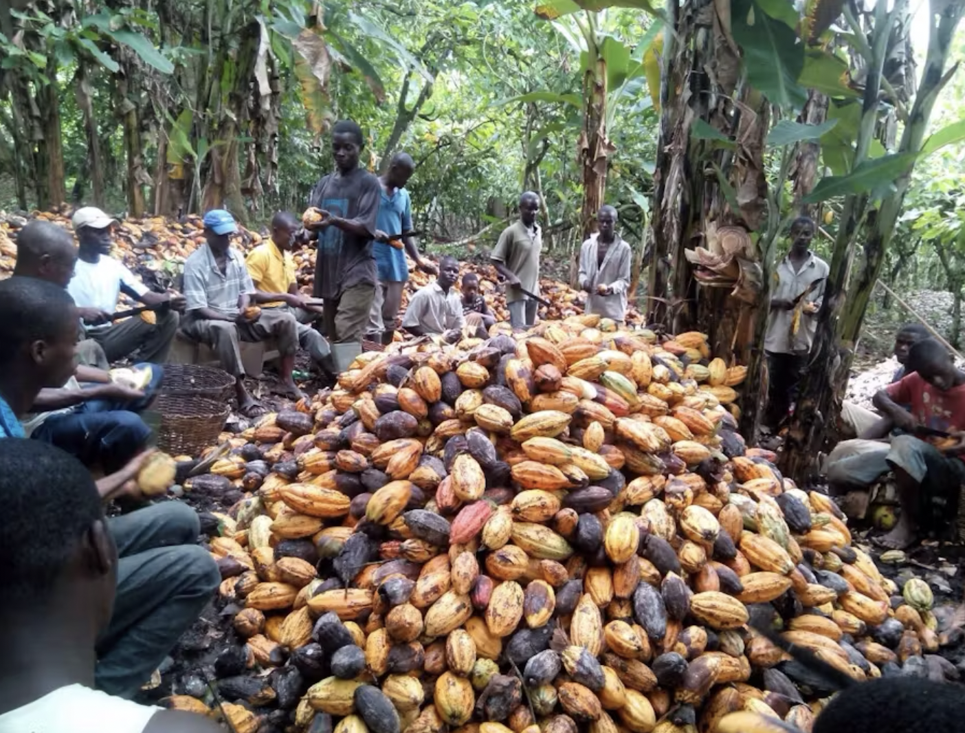 CHILD LABOUR IN COCOA FARMING